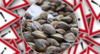 Nuovi lotti di vongole richiamate: non si arresta l’allarme per presenza di biotossine